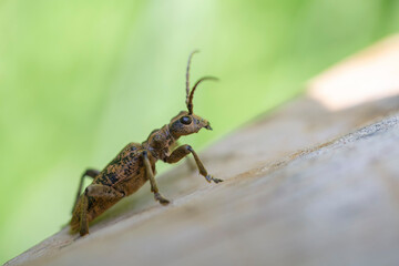 Macro Rhagium inquisitor