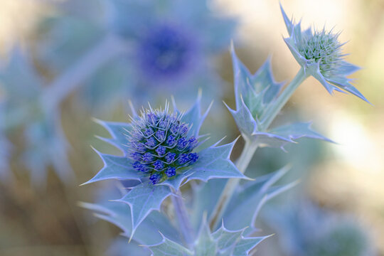 Macro Panicaut