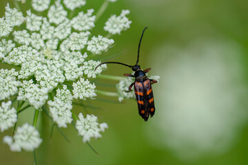 Macro Leptura aurlenta femelle