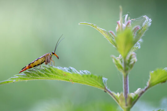 รูปภาพPeste – เลือกดูภาพถ่ายสต็อก เวกเตอร์ และวิดีโอ3,317 | Adobe Stock