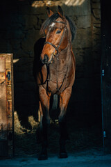 Thoroughbred stallion portrait - 394974974