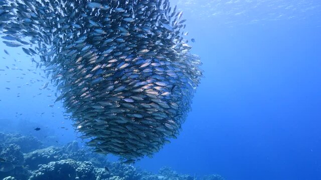 Bait ball, school of fish in turquoise water of coral reef in Caribbean Sea, Curacao