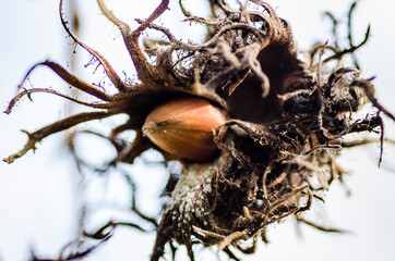Ripe hazelnuts on tree branches 
