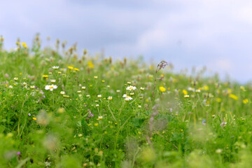 wild flowers in the field, beautiful colorful meadow of wild flowers