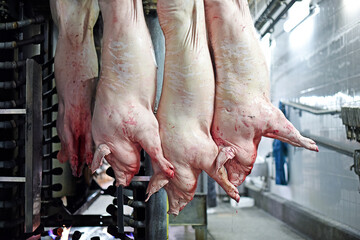 Pork carcasses are processed at the factory. Meat production. A place where pigs are killed. - obrazy, fototapety, plakaty