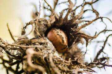 Ripe hazelnuts on tree branches 