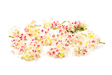 Horse-chestnut (Aesculus hippocastanum, Conker tree) flowers and leaf on  white background