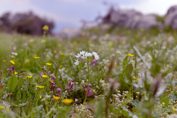 Obraz premium wild flowers in the field, beautiful colorful meadow of wild flowers