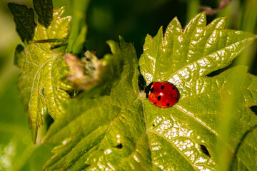 Mariquita sobre una hoja verde