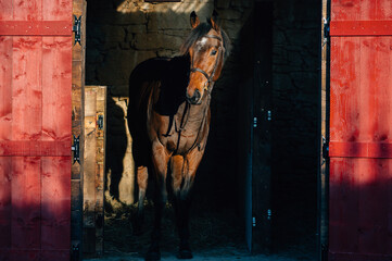 Thoroughbred stallion portrait - 394975565