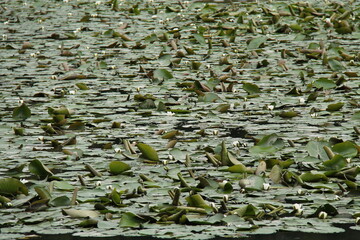 A Background Image of Water Lily Plants on a Pond.