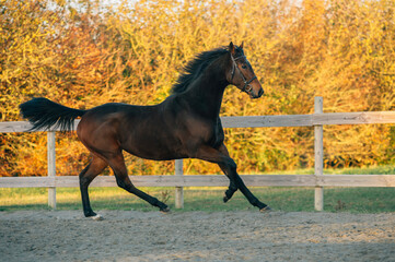 Thoroughbred stallion galloping - 394975798