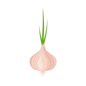 Garlic, And Green Onion, Icon Isolated On White Background. Concept Vegetable Agriculture. Realistic Cartoon Design. Vector Illustration.