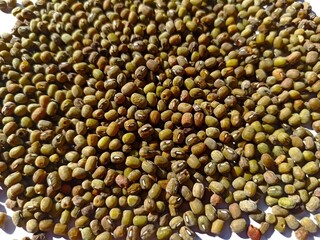 Mung beans, or scientific name Vigna radiata on the background of dried green beans. Protein-rich vegetarian food. Healthy food concept.