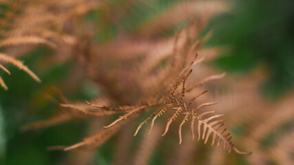 Belles feuilles de fougère bien fines, de couleur marron clair