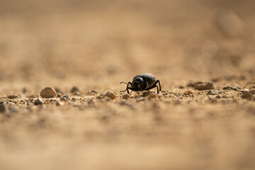 Coleoptera