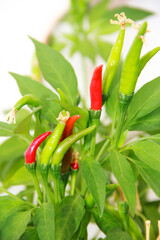 natural green hot peppers in green leaves