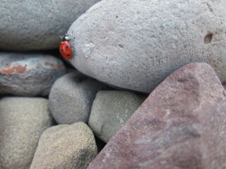Ladybird Beetle alone on rocks