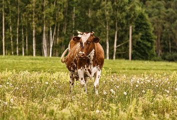 Cow on the pasture
