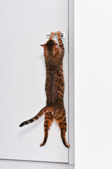 Funny smart bengal cat trying to open door, jumping hanging on a handle. Door protective mechanism and safety, pet and humor concept.