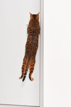 Intelligent Strong Bengal Cat Trying To Open Door, Jumping On A Handle