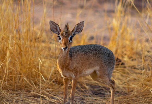 Damara dik dik (the smallest antelope) on savannah on a sunny day