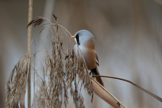 Bearded Reedling or Bearded Tit (Panurus biarmicus) Baden-Wuerttemberg, Germany