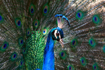 Close up view of The African peacock  a large and brightly coloured bird.