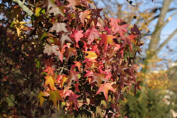 Acer palmatum autumn foliage commonly known as Japanese maple in geneva, Switzerlan