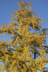 Fototapeta premium autumn leaves of Ginkgo Biloba in a park of Geneva, Switzerland
