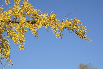 autumn leaves of Ginkgo Biloba in a park of Geneva, Switzerland