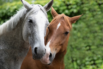 Naklejka na ściany i meble Horses in love