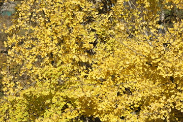 autumn leaves of Ginkgo Biloba in a park of Geneva, Switzerland