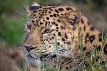 Panthère de l'Amour Panthera pardus orientalis