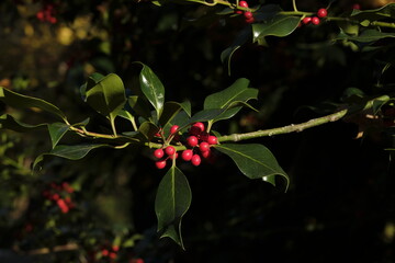 Obraz premium Ilex aquifolium, the holly, or occasionally Christmas holly, in a park of Geneva, Switzerland