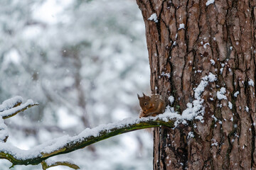 Red Squirrel (Sciurus vulgaris) on snow covered tree branch in Scottish forest - selective focus