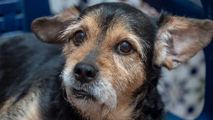 Andalusian wine-cellar rat-hunting dog, a Spanish breed of dog