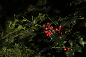 Ilex aquifolium, the holly, or occasionally Christmas holly, in a park of Geneva, Switzerland