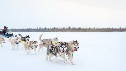 Brown black dog Siberian husky sleigh at sled dog in the winter snow close eyes. Concept wildlife pet in the wood enjoy explore with happiness journey outdoor in nature.