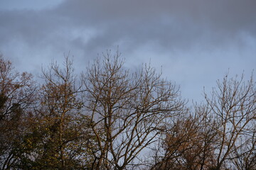 last autumn leaves on the top of the trees in a park of Geneva, Switzerland