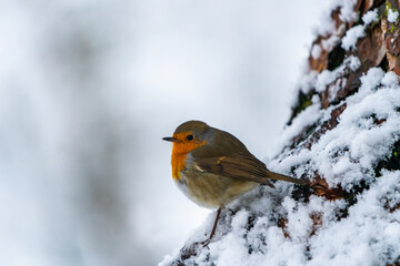 European robin (Erithacus rubecula) on snow covered wooden branch in Scottish forest - selective focus