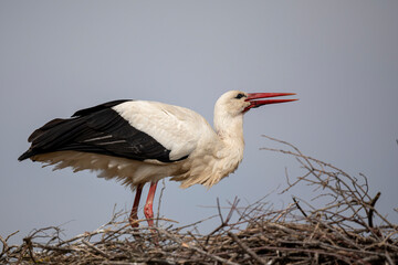 Cigogne blanche, Ciconia ciconia