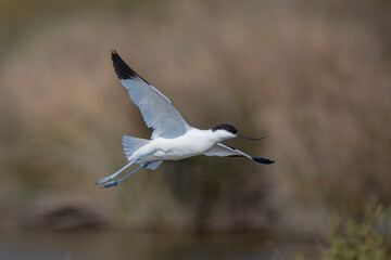 Avocette élégante Recurvirostra avosetta