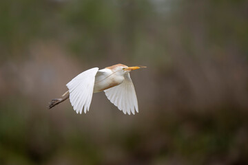 Héron gardeboeuf Bubulcus ibis