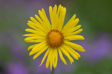 fleur jaune