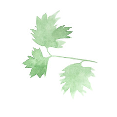 Green watercolor parsley leaf isolated on white. Watercolor botanical illustration.