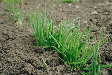 Spring green grass grows from the ground