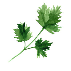 green parsley branch watercolor illustration isolated on white background.