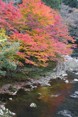 奥津渓の紅葉