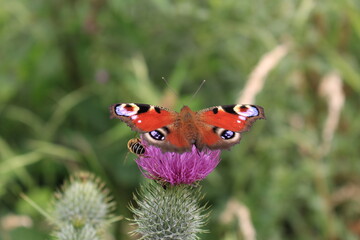 butterfly and flower in Breinig Rhineland Germany Europe